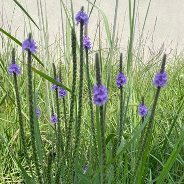 Hoary Vervain Seeds Native